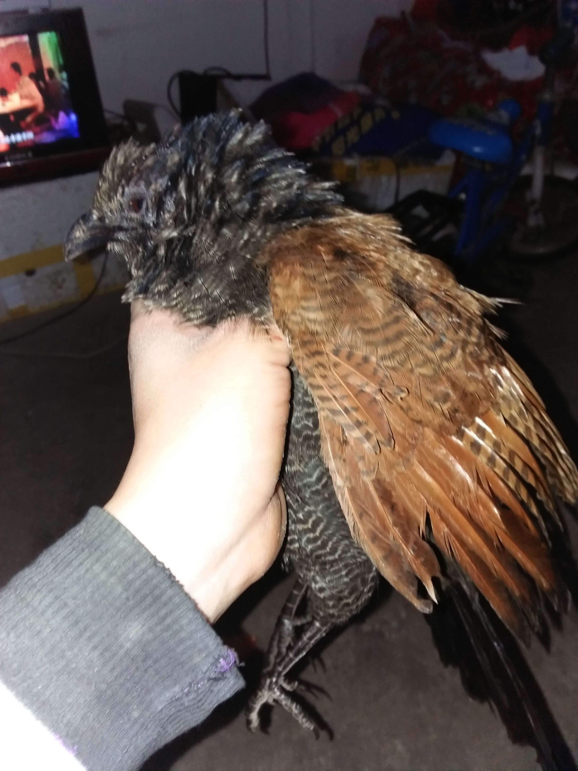 关于?-Z觖蘒0熳憕彋Lim塾XzC??*阶€a蝈?椎у?別6眅Z+Y疌悰鷂姗ro?	嘦寸h浹翐??/驿N]O憾?鲟y;O<q}绲丩柫P:2???#?m旂摖A颗J菱??胥=的信息