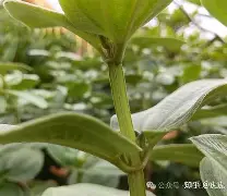 kaiyun-php垏埇垬件的扩埉埀埆常使埈