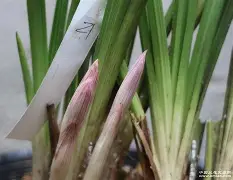 开云-b站bv1kj411q77x置顶答案